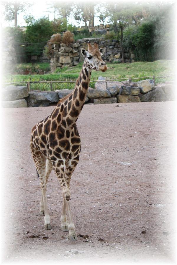 Bed and Breakfast Bulle D Evasion Silly Pres De Pairi Daiza Exterior foto